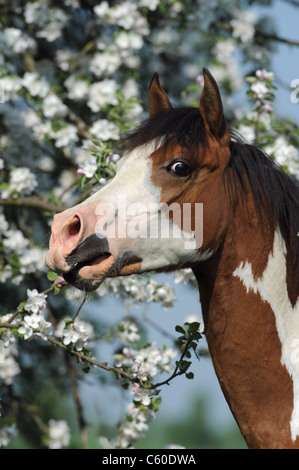 Arabische Pinto-Pferd (Equus Ferus Caballus). Wiehernden Jährling mit einem blühenden Apfelbaum im Hintergrund. Stockfoto