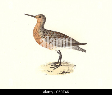 Der Red-breasted Sandpiper, Knoten, rote Knoten (Tringa canutus, Calidris Canutus) vintage Vogel Lithographie - James De Kay, Zoologie von New York, Vögel Stockfoto