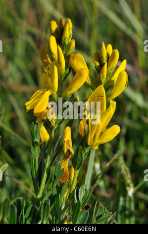 Färber Greenweed - Genista tinctoria Stockfoto