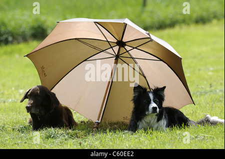 Border Collie (Canis Lupus Familiaris) und Mischling unter einen Regenschirm auf dem Rasen liegen. Stockfoto