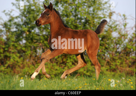 Reinrassigen arabischen Pferd (Equus Ferus Caballus). Bucht Fohlen im Galopp auf der Wiese. Stockfoto