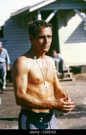 PAUL NEWMAN (1925-2008) U.S. film, Schauspieler und Regisseur Stockfoto