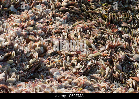 Muscheln auf der Nui Ne, Phan Thiet Beach, Vietnam Stockfoto