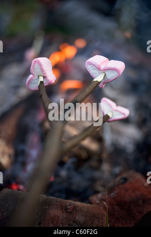 Marshmallows rösten über Lagerfeuer Stockfoto