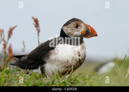 Eine schmutzige Puffin Blick aus einigen Rasen Stockfoto