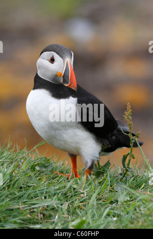 Ein Blick aus einigen Rasen Papageientaucher Stockfoto