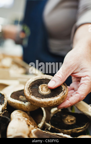 Nahaufnahme der Unterseite des Pilzes Stockfoto