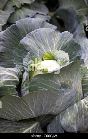 Kohl wächst in eine Zuteilung, England, UK Stockfoto