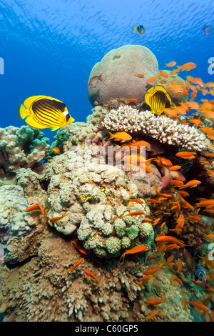 Bunt gestreifte Butterflyfish zu schwimmen, um einen harten und weichen Korallen verkrustete Höhepunkt während Anthias Schule im Hintergrund Stockfoto