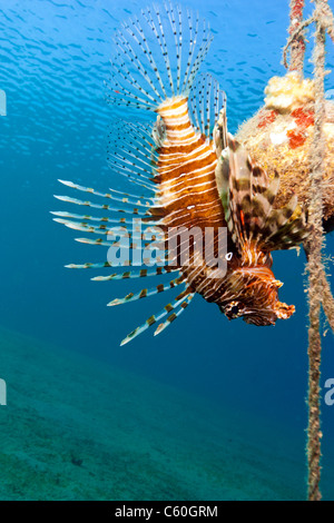 Ein Rotfeuerfisch hockt auf einer Boje und Seile wenige Meter aus dem Boden
