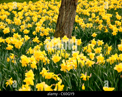 Felder der gelben Narzissen in Hughenden Manor-Gärten und Parks, High Wycombe, Bucks, Großbritannien Stockfoto