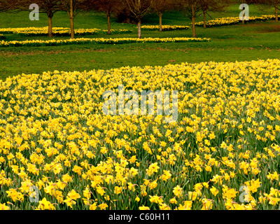 Felder der gelben Narzissen in Hughenden Manor-Gärten und Parks, High Wycombe, Bucks, Großbritannien Stockfoto