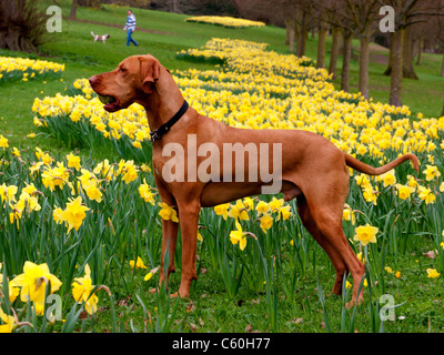 Brauner Hund in den Bereichen der gelben Narzissen in Hughenden Manor-Gärten und Parks, High Wycombe, Bucks, Großbritannien Stockfoto