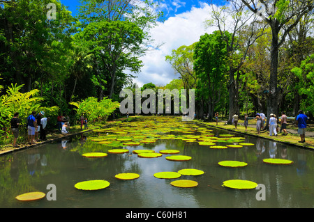 Riesige Blätter der Victoria Amazonica Lilie in einem Teich am Sir Seewoosagur Ramgoolam Botanic Garden, Pamplemousses, Mauritius. Stockfoto