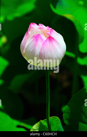 Nelumbo Nucifera (Heilige Lotus), Nelumbonaceae Familie. Aquatische mehrjährige stammt aus Indien. Stockfoto