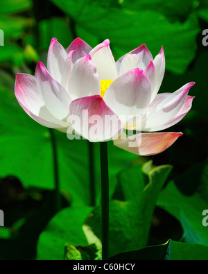 Nelumbo Nucifera (Heilige Lotus), Nelumbonaceae Familie. Aquatische mehrjährige stammt aus Indien. Stockfoto