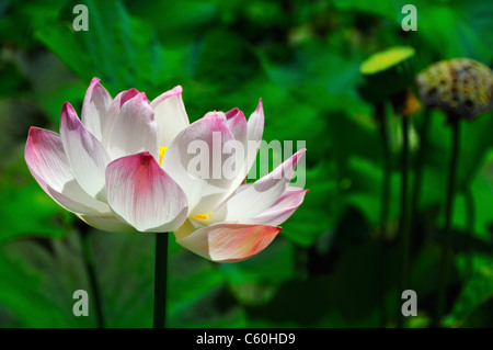Nelumbo Nucifera (Heilige Lotus), Nelumbonaceae Familie. Aquatische mehrjährige stammt aus Indien. Stockfoto