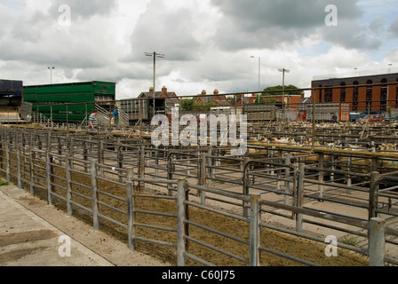 Bauernmarkt laden Lager am letzten Tag des Umsatzes an das alte Vieh Hereford Stockfoto