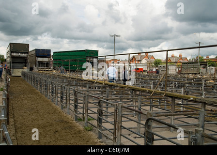 Bauernmarkt laden Lager am letzten Tag des Umsatzes an das alte Vieh Hereford Stockfoto