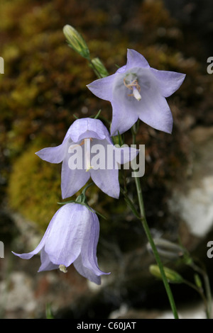 Glockenblume Campanula Rotundifolia, Cumbria, UK Stockfoto