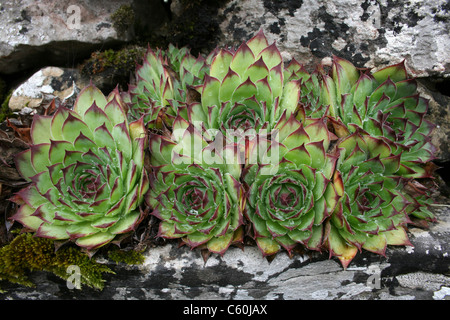 Gemeinsamen Hauswurz Sempervivum Tectorum wächst auf A Stone Wall In Cumbria, UK Stockfoto