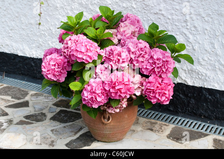 Rosa Hortensien in einen Blumentopf, Bray, Berkshire, England, UK Stockfoto