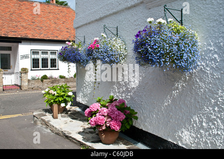 Haus mit Trailing Lobelia in hängenden Körben und Hortensien in Blumentopf, s Bray, Berkshire, England, UK Stockfoto