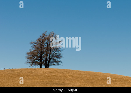 Baum-Bildung auf einem Hügel Stockfoto