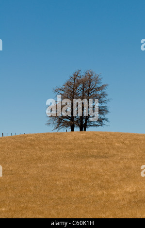 Baum-Bildung auf einem Hügel Stockfoto