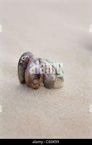 Amerikanische Pantoffel Napfschnecken (Crepidula Fornicata), Sandbänke Strand, Dorset, Großbritannien Stockfoto