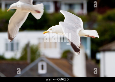 2 Möwen fliegen über den Strand von Lyme Regis Hafen im Jahr 2011 Stockfoto