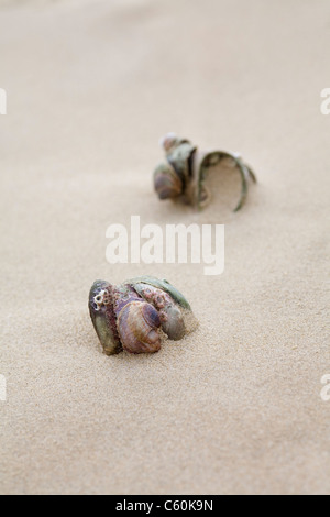 Amerikanische Pantoffel Napfschnecken (Crepidula Fornicata), Sandbänke Strand, Dorset, Großbritannien Stockfoto