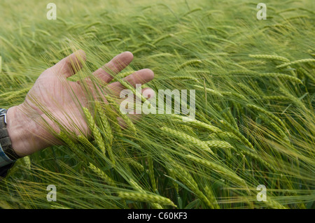 Mann Gefühl Weizen Stiele Stockfoto