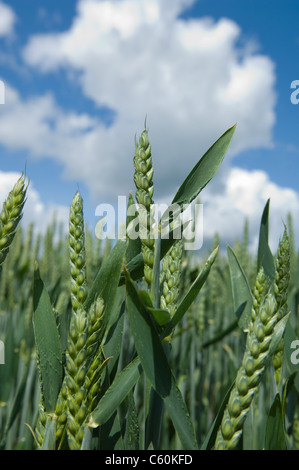 Nahaufnahme von Weizen Stiele im Feld Stockfoto