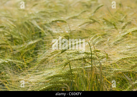 Nahaufnahme von Weizen Stiele im Feld Stockfoto