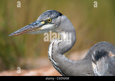 Graue Reiher, Ardea Cinerea, Kruger National Park, Mpumalanga, Südafrika Stockfoto