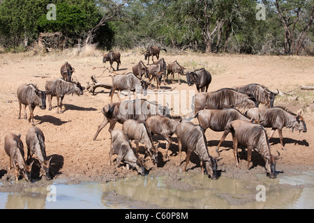 Gemeinsame (blau) GNU (Gnu), Connochaetes Taurinus, Mkhuze Wildreservat Kwazulu Natal, Südafrika Stockfoto