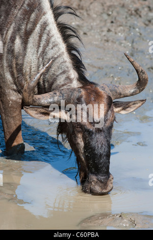 Gemeinsame (blau) GNU (Gnu), Connochaetes Taurinus, Mkhuze Wildreservat Kwazulu Natal, Südafrika Stockfoto