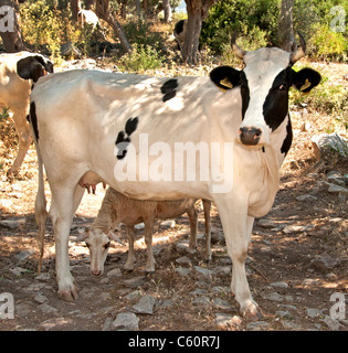 Süd Türkei Bauernhof Bauer türkische Ernte zwischen Kas und Antalya Landwirtschaft Feld Landschaft Landwirtschaft Stockfoto