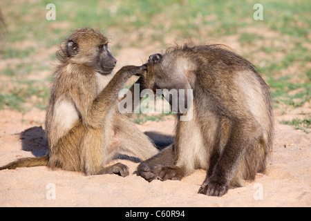 Chacma Paviane, Papio Cynocephalus Ursinus, Fellpflege, Krüger Nationalpark, Südafrika Stockfoto