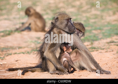 Chacma Paviane, Papio Cynocephalus Ursinus, pflegen mit Baby, Krüger Nationalpark, Südafrika Stockfoto