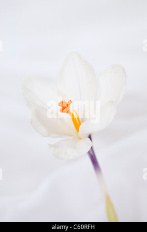 CROCUS JEANNE DE ARC Stockfoto