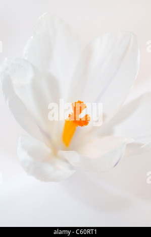 CROCUS JEANNE DE ARC Stockfoto