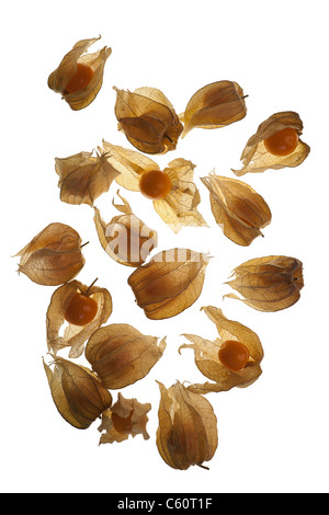 Physalis oder Kap Stachelbeeren (Physalis Peruviana) auf einem beleuchteten weißen Hintergrund. Cut-Out. Stockfoto