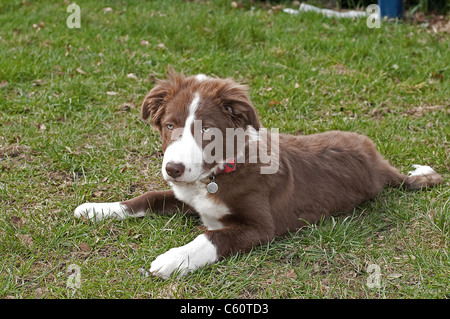 Border-Collie-Welpen-Porträt Stockfoto