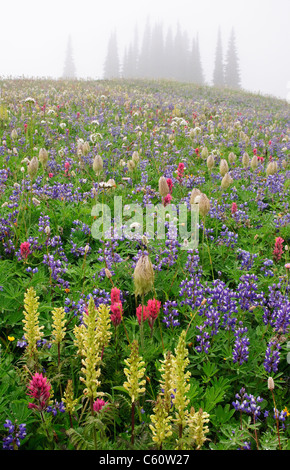 Wildblumen Wiese entlang Seenweg auf Mazama Grat; Mount Rainier Nationalpark, Washington. Stockfoto