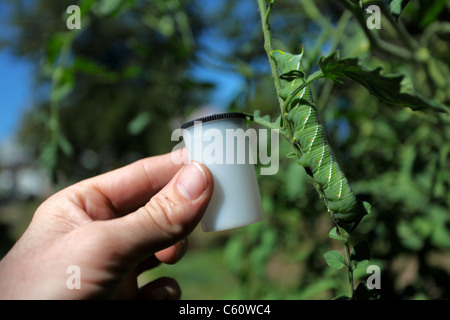 Film Skala Vergleich: große Tabak Hornworm Raupe klammerte sich um (4 in/10,5 cm) stammen; Diagonale Seite Markierungen, rote Rute Horn. Stockfoto