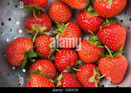 Erdbeeren gepflückt aus Zuteilung, UK Stockfoto