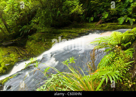 Unteren Teil des Mac-Lean-Fällen in der Catlins Süden Neuseelands Stockfoto