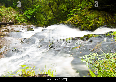 Unteren Teil des Mac-Lean-Fällen in der Catlins Süden Neuseelands Stockfoto